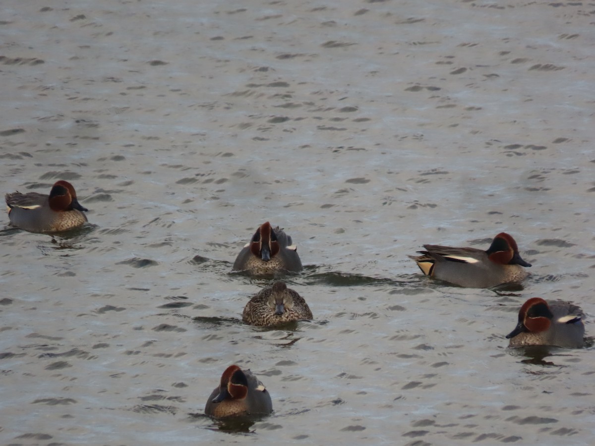 小水鴨(crecca) - ML646750000