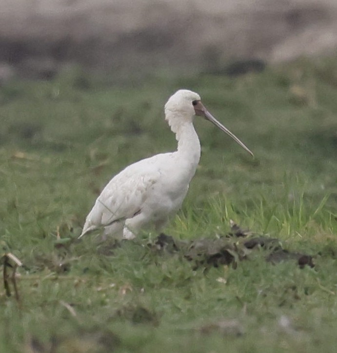 African Spoonbill - ML646750001