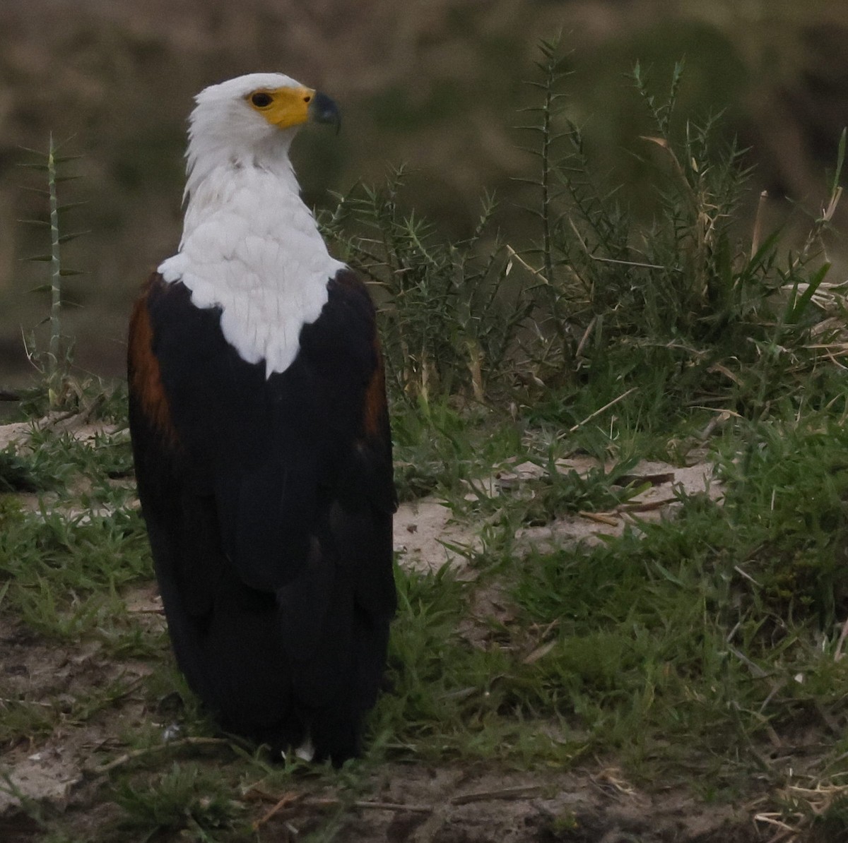 African Fish-Eagle - ML646750002