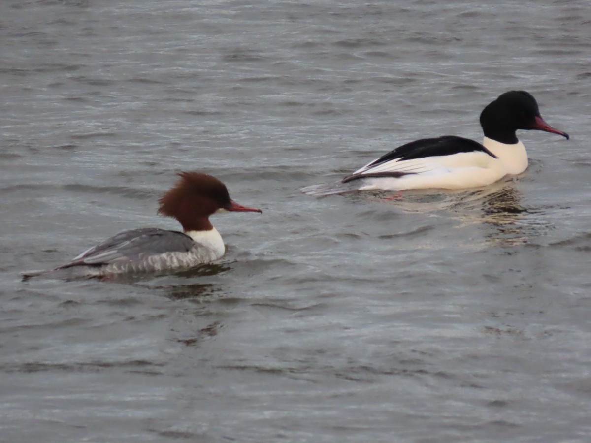 川秋沙 - ML646750004