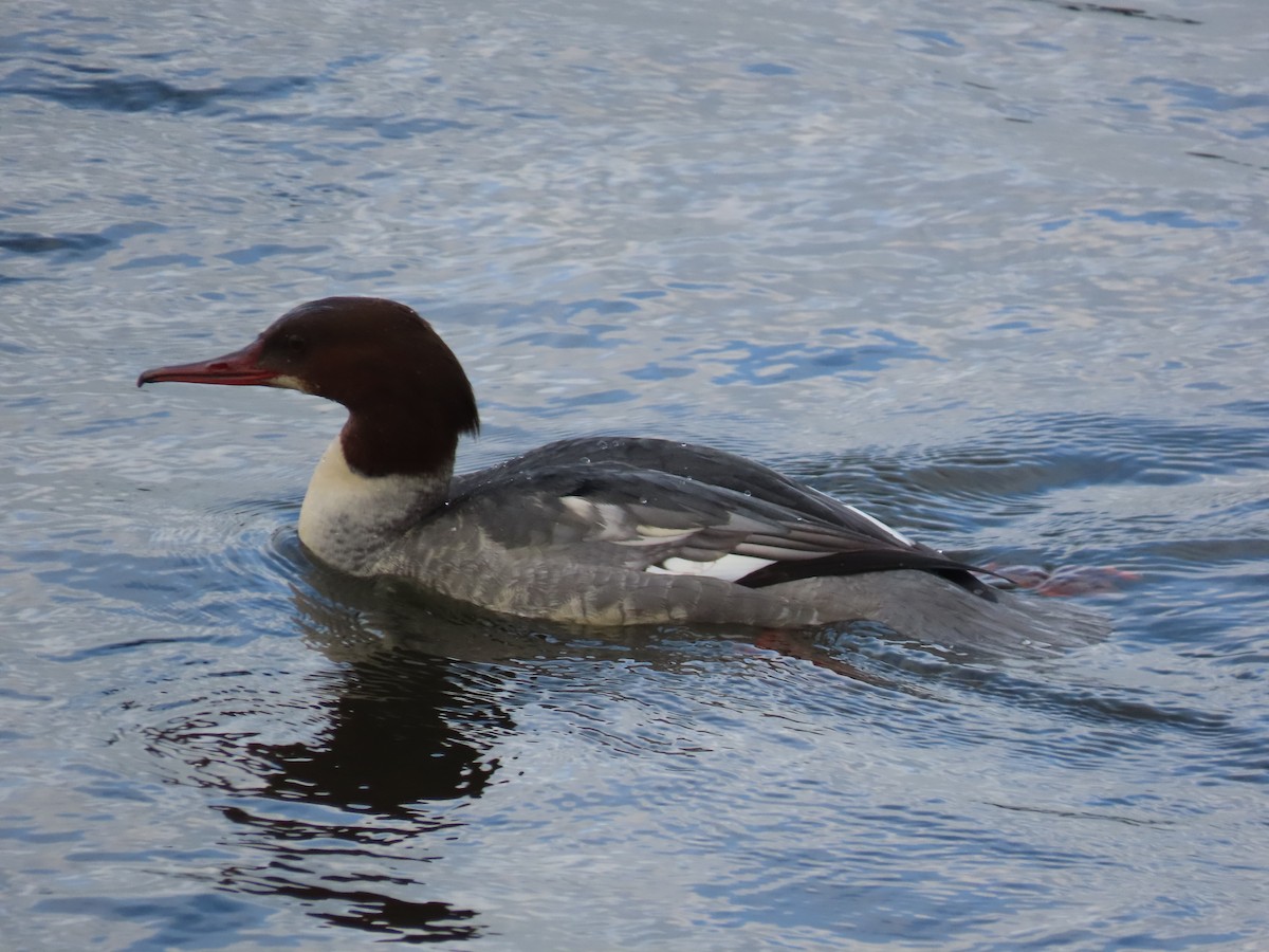 川秋沙 - ML646750005