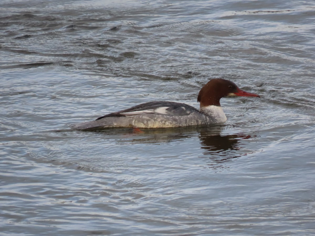 川秋沙 - ML646750006