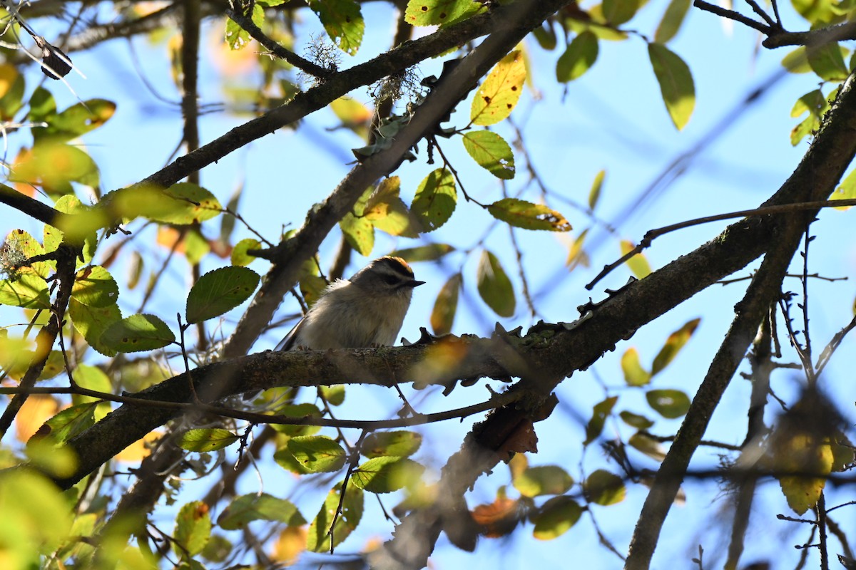 Indianergoldhähnchen - ML646750007