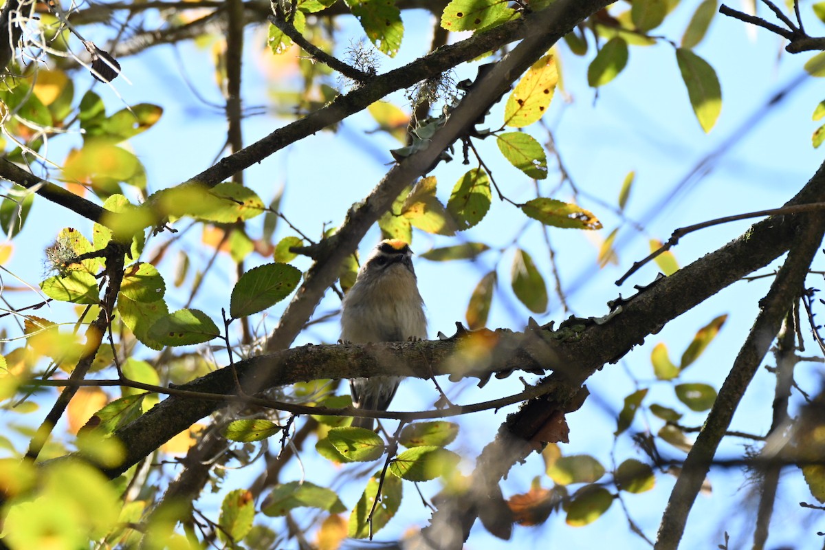 Indianergoldhähnchen - ML646750008