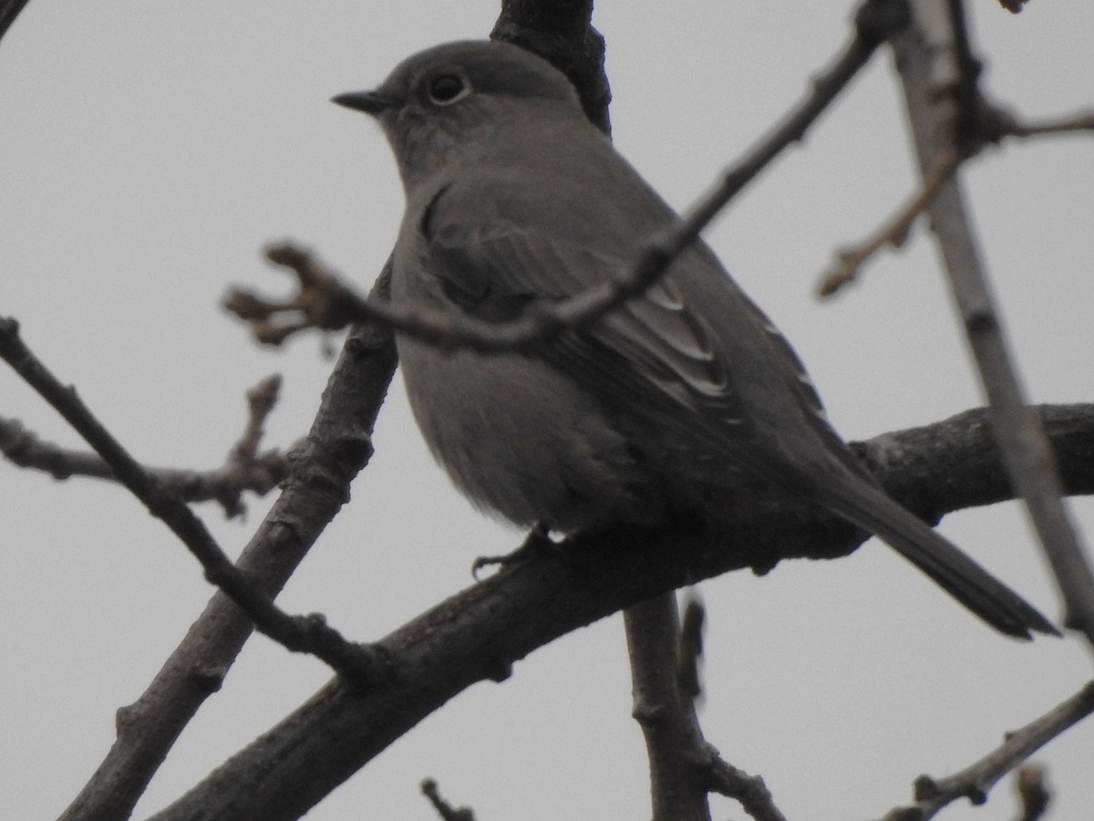 Townsend's Solitaire - ML646750010