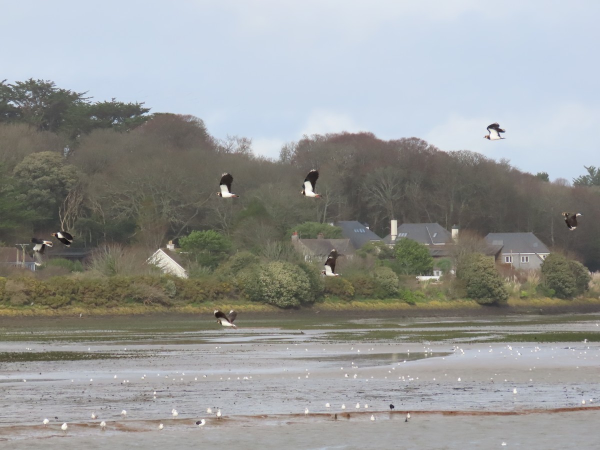 小辮鴴 - ML646750011