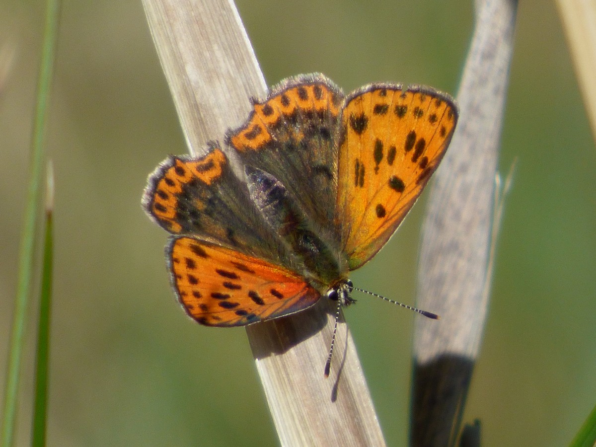 Iberian Sooty Copper - ML646750013
