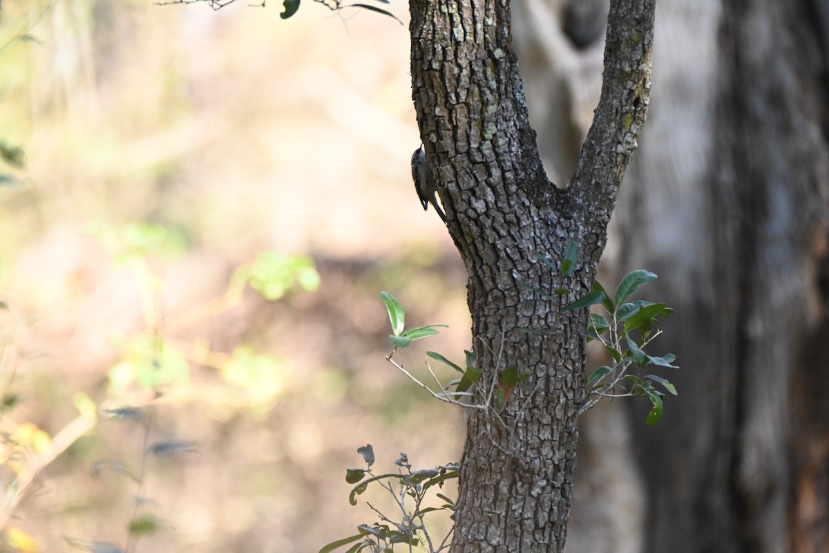 Amerikabaumläufer - ML646750015