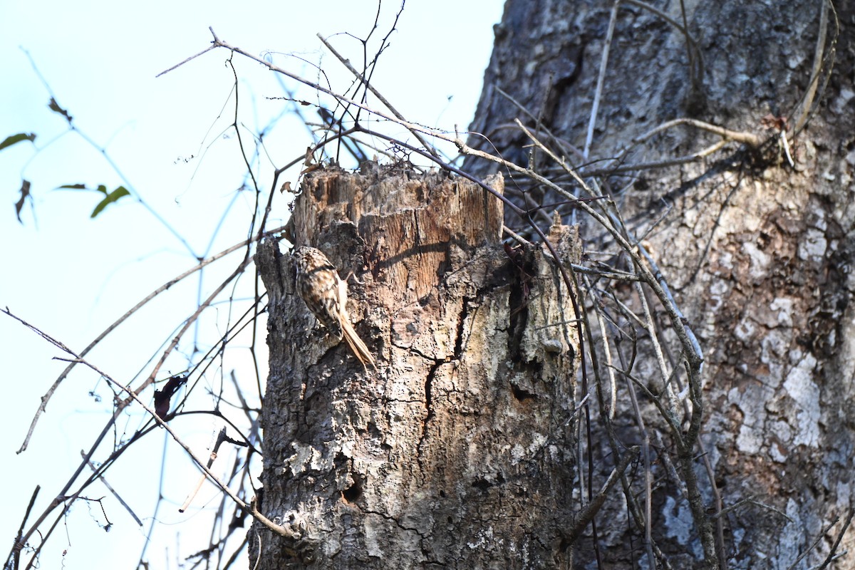 Amerikabaumläufer - ML646750016