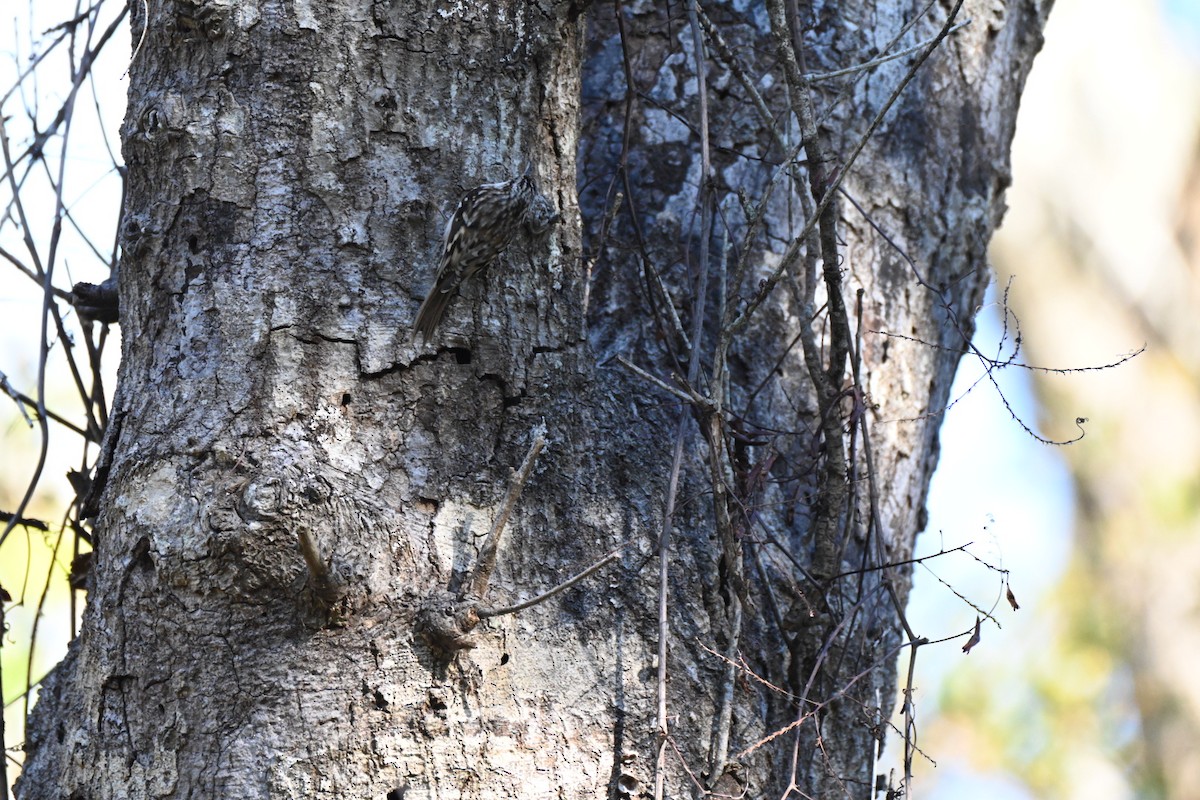 Amerikabaumläufer - ML646750017