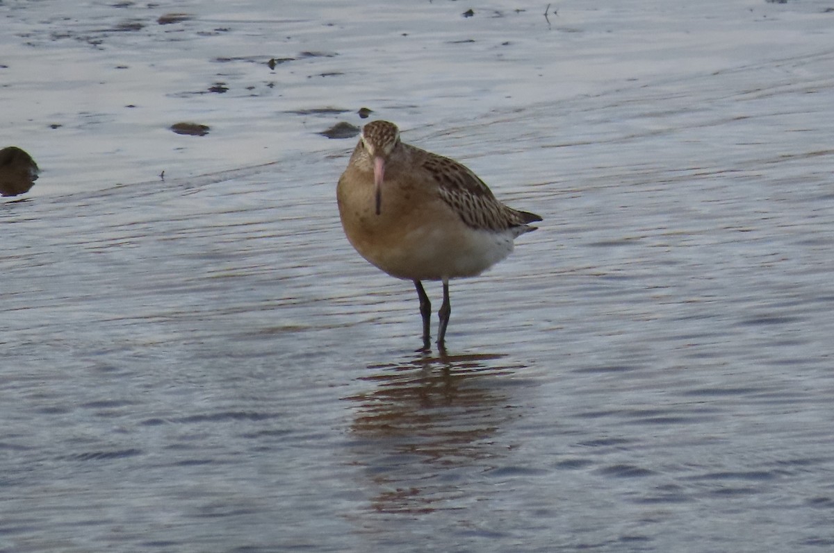 斑尾鷸 - ML646750018