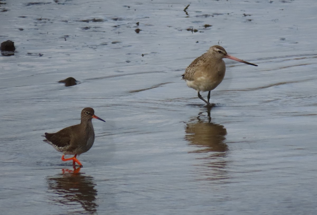 斑尾鷸 - ML646750019