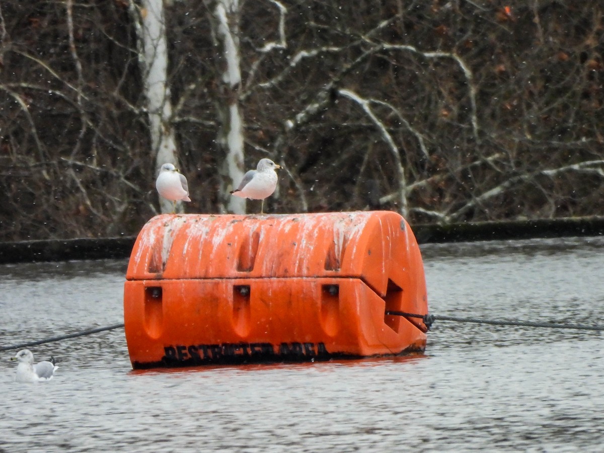 Halkalı Martı - ML646750022