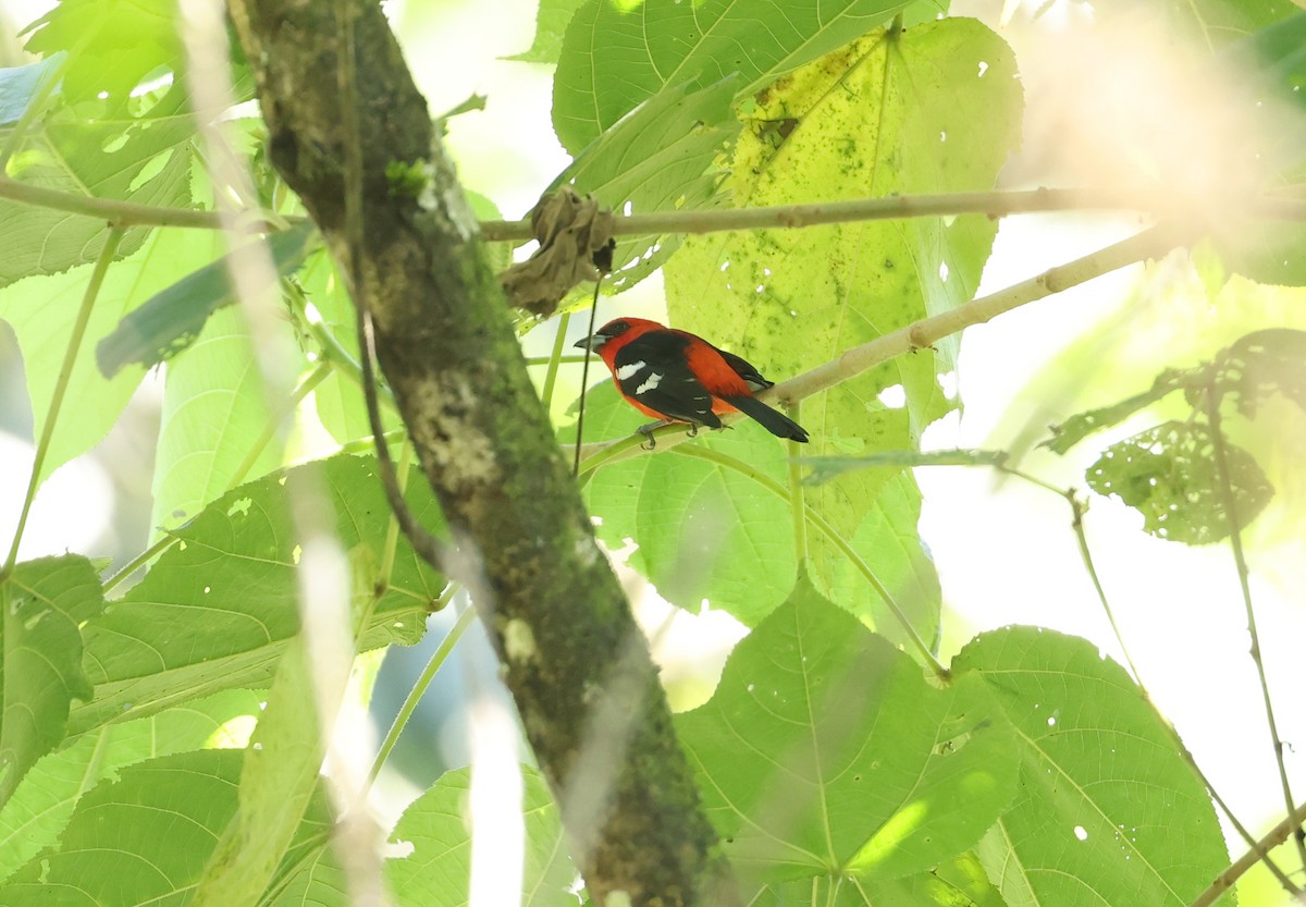 White-winged Tanager - ML646750023