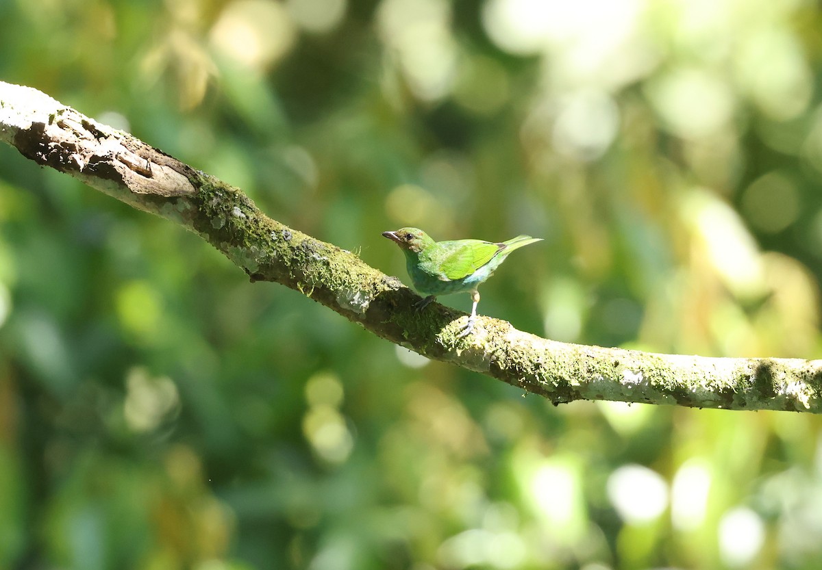 Bay-headed Tanager - ML646750024