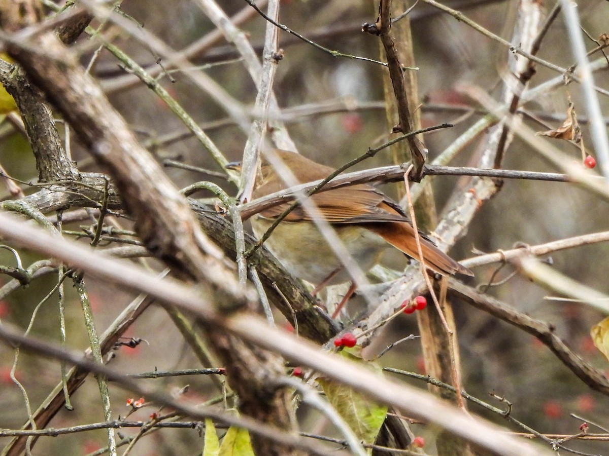 Münzevi Bülbül Ardıcı - ML646750027