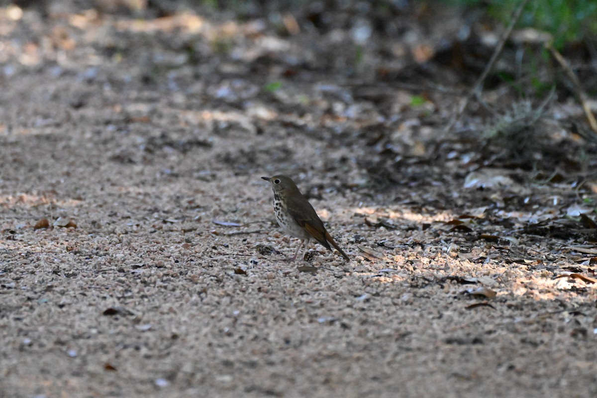 Einsiedler-Musendrossel - ML646750028