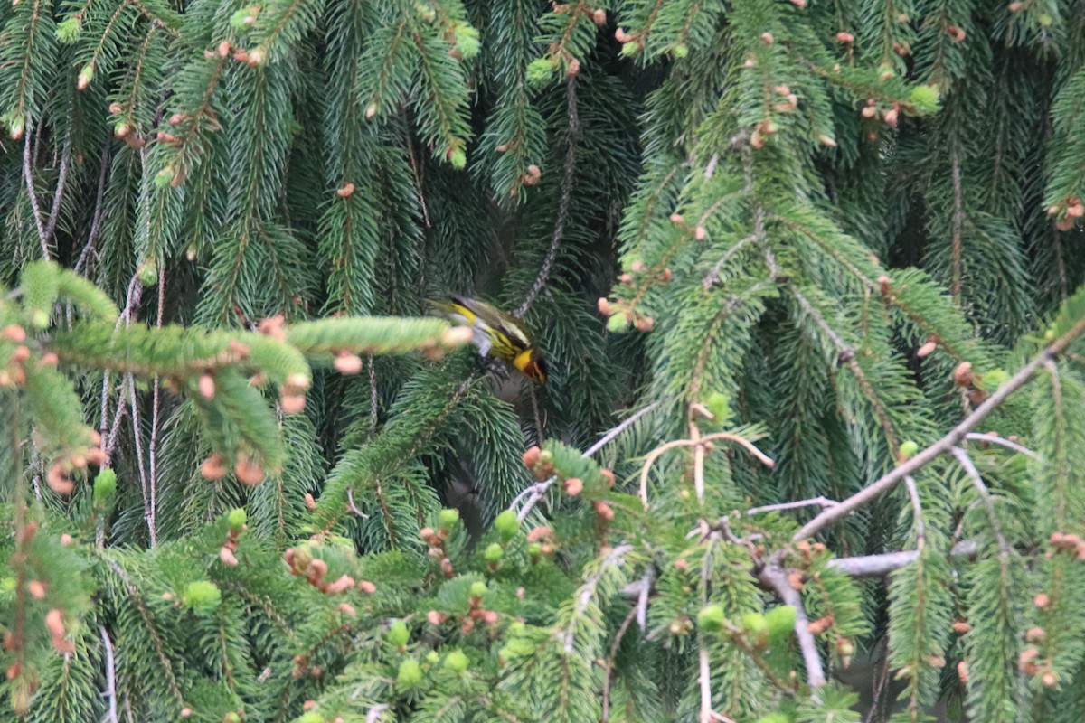 Cape May Warbler - ML646750029