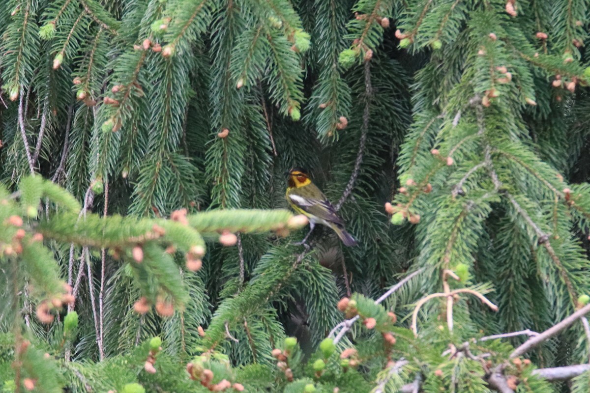 Cape May Warbler - ML646750030