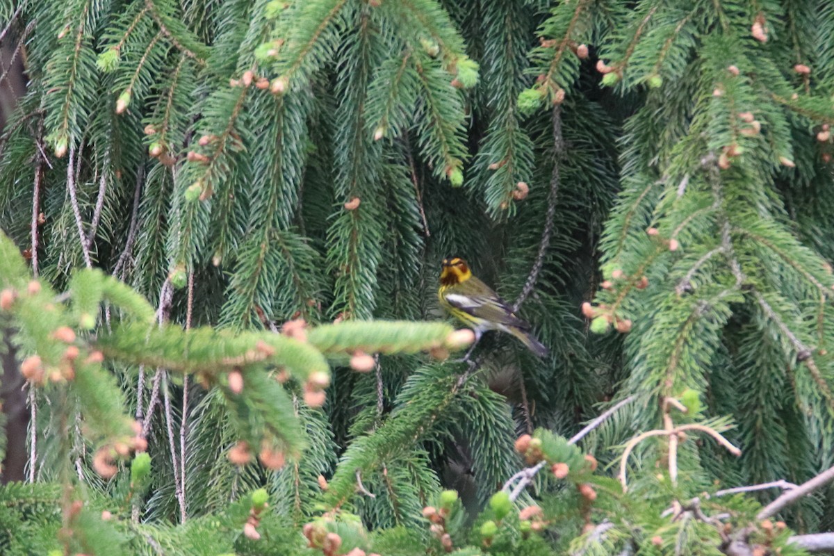 Cape May Warbler - ML646750031