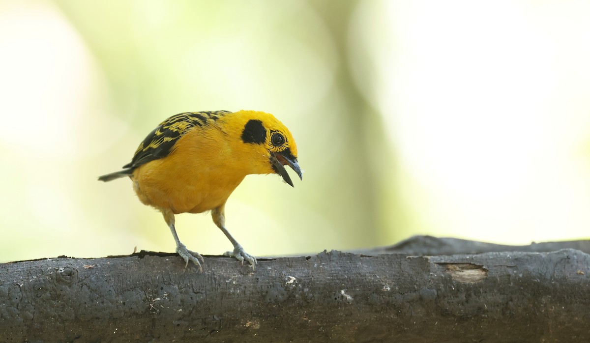 Golden Tanager - ML646750032