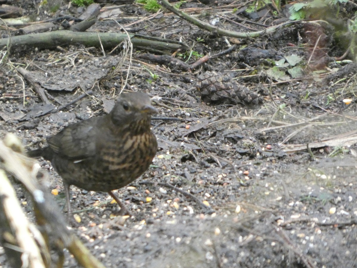 Karatavuk - ML646750033