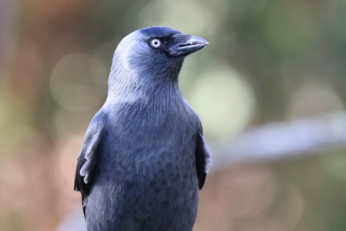 Eurasian Jackdaw - ML646750035