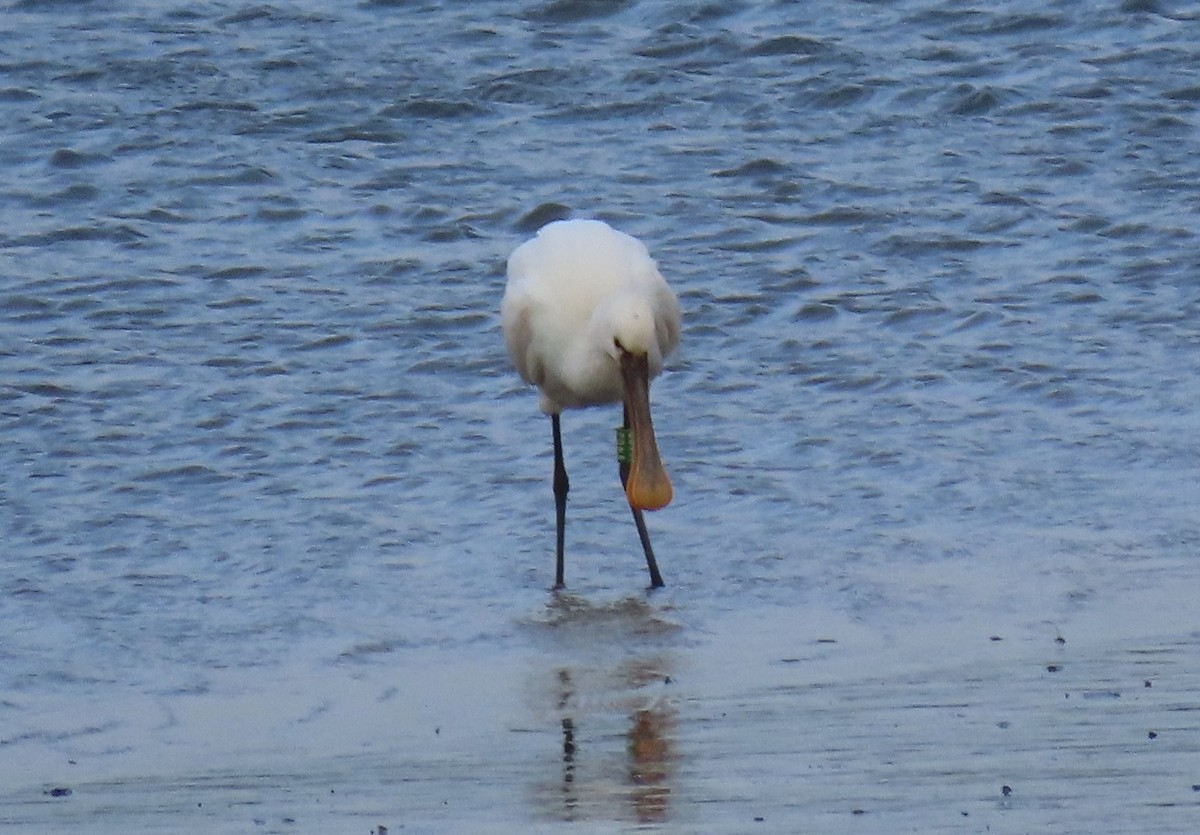 白琵鷺 - ML646750044