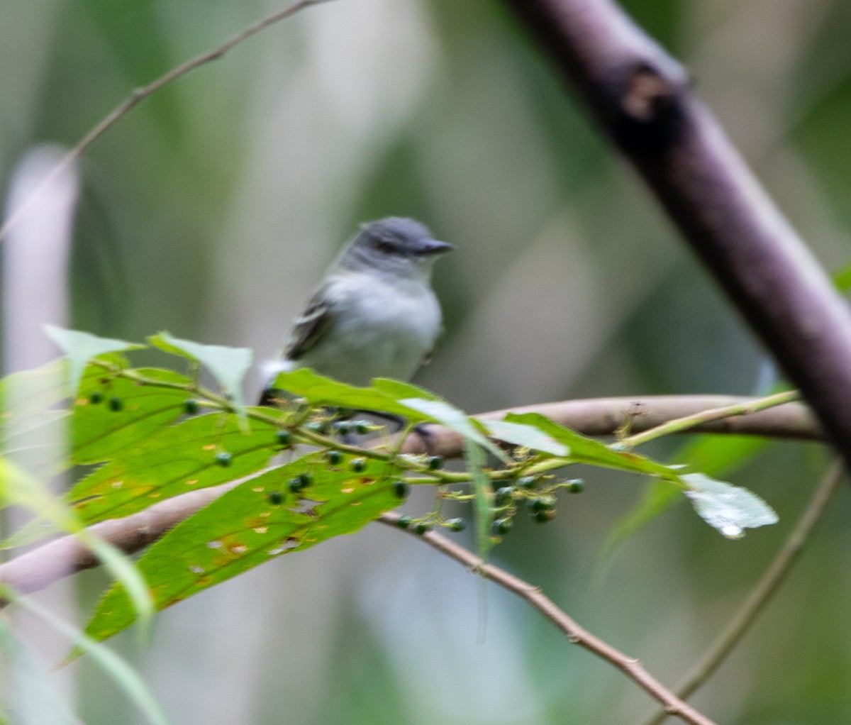 Gray-headed Elaenia - ML646750045