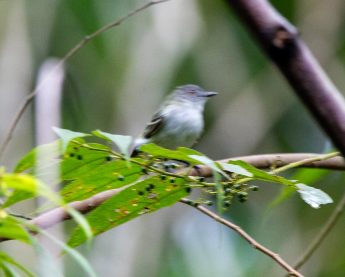 Gray-headed Elaenia - ML646750046
