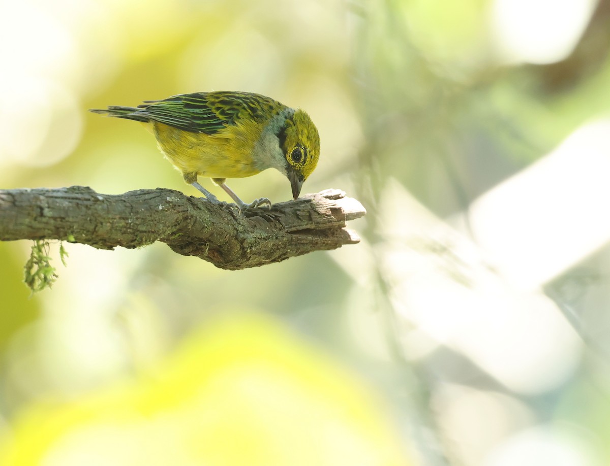 Silver-throated Tanager - ML646750048