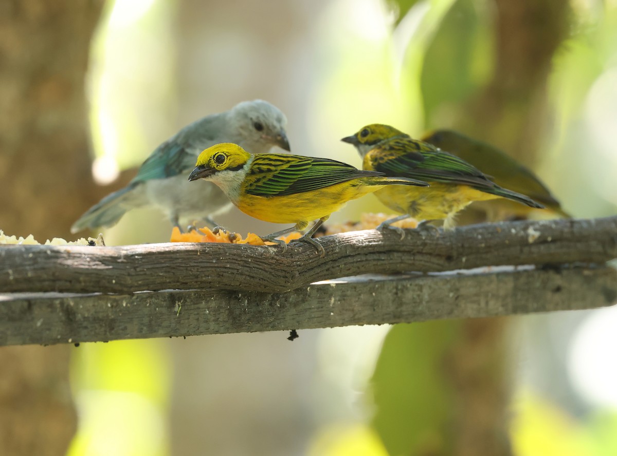 Silver-throated Tanager - ML646750050