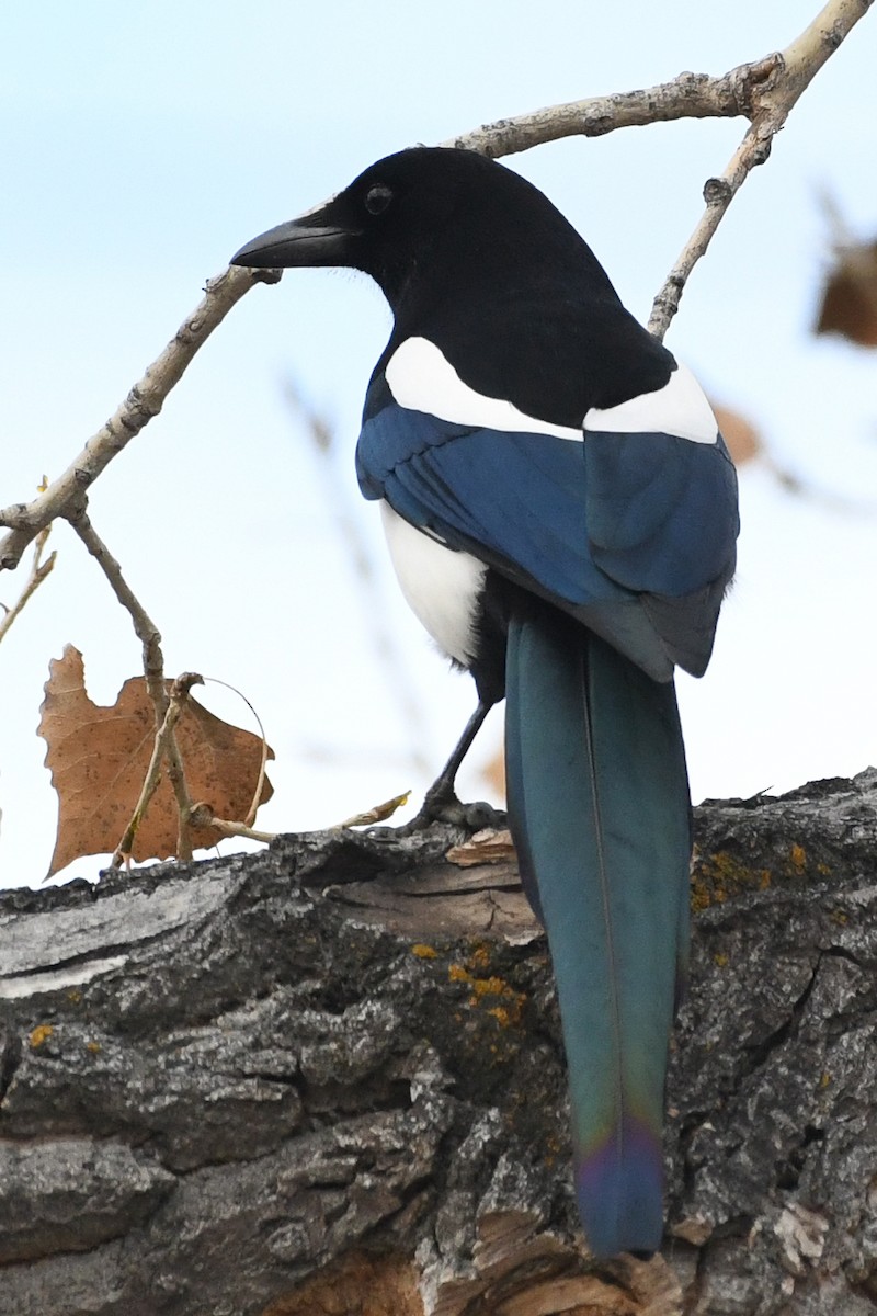 Black-billed Magpie - ML646750051