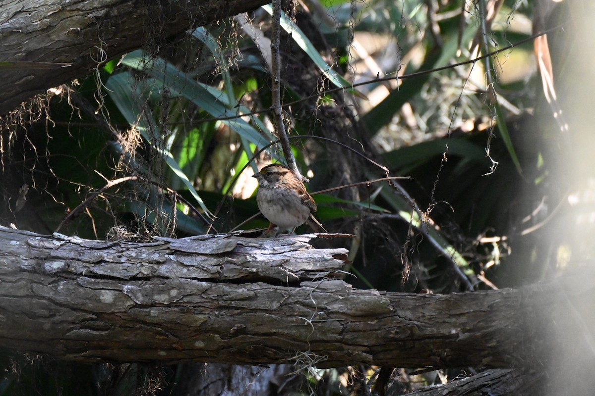 Weißkehlammer - ML646750052