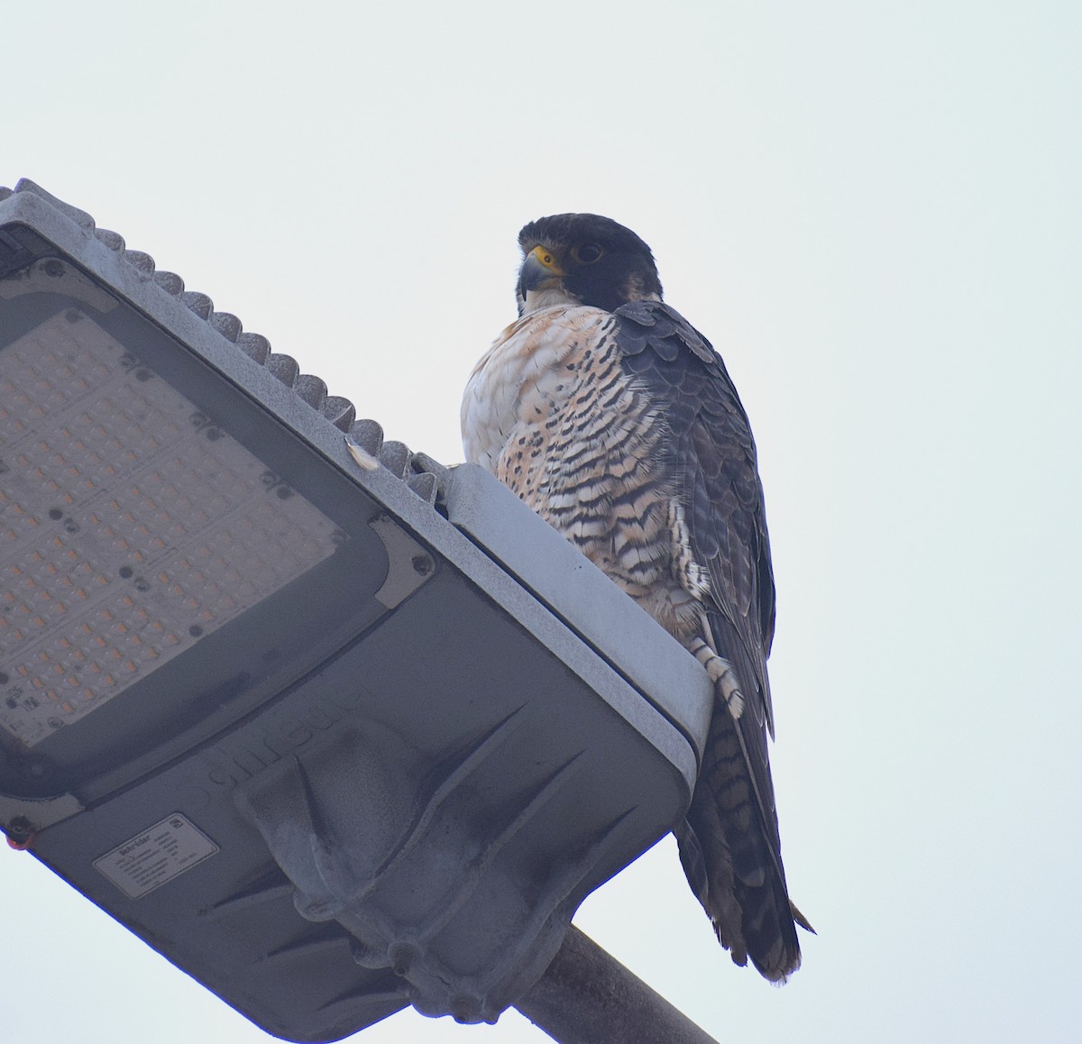 Сапсан (calidus/tundrius) - ML646750053