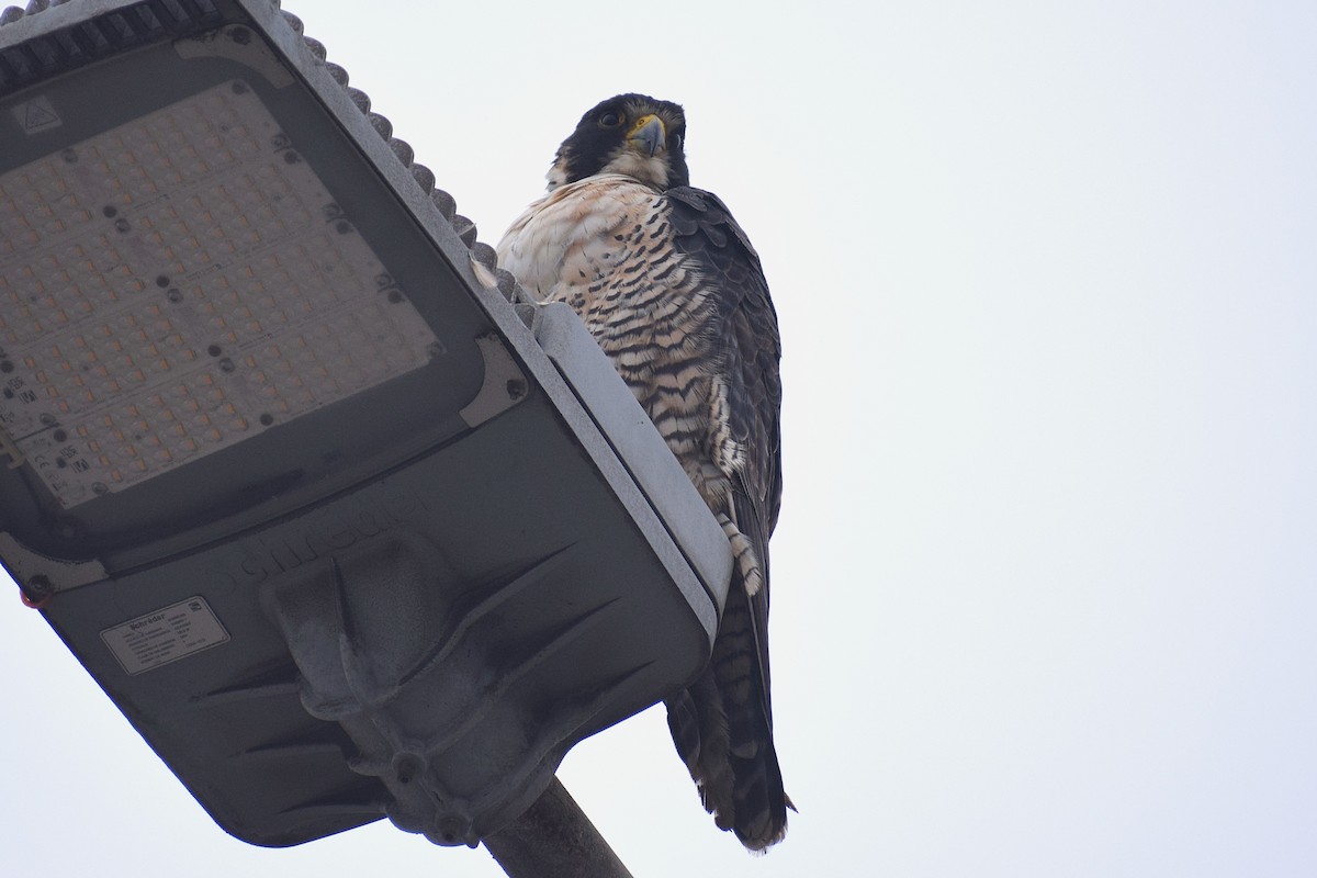 Сапсан (calidus/tundrius) - ML646750054