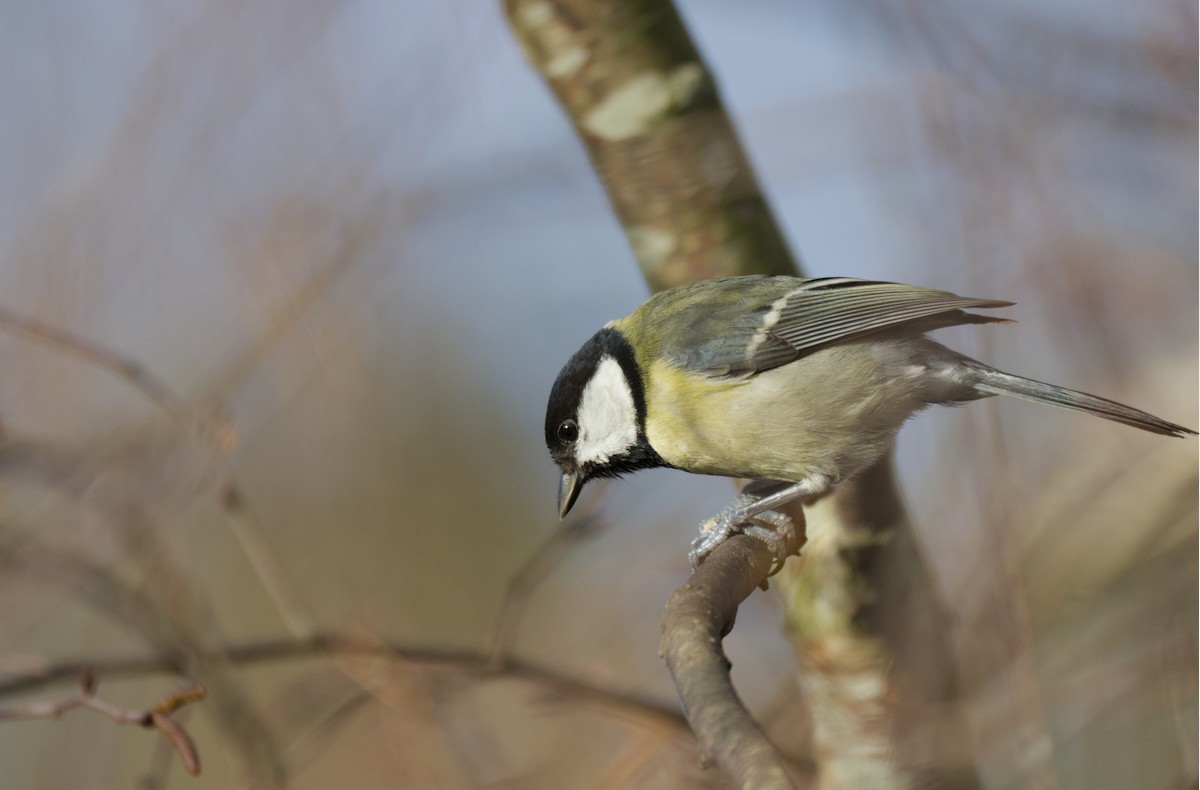 Great Tit - ML646750055