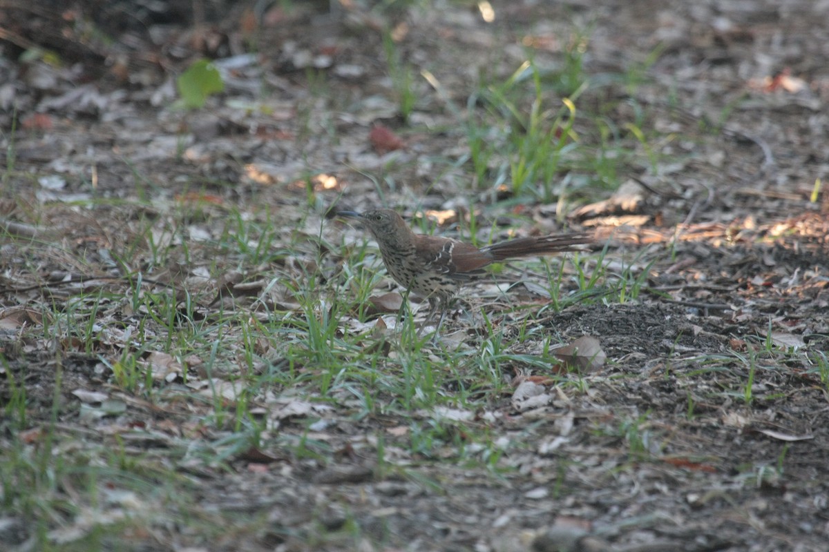Рыжий пересмешник - ML646750056