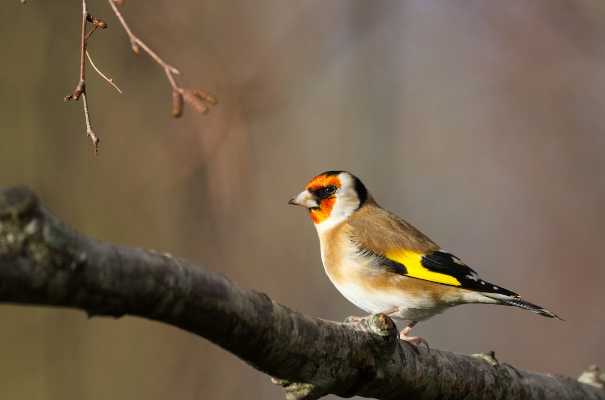 European Goldfinch - ML646750058