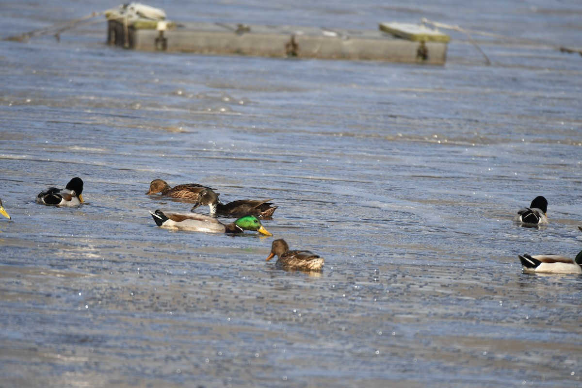 Basahatea (etxekoa) - ML646750060