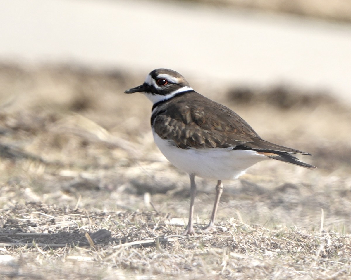 Пісочник крикливий - ML646750061