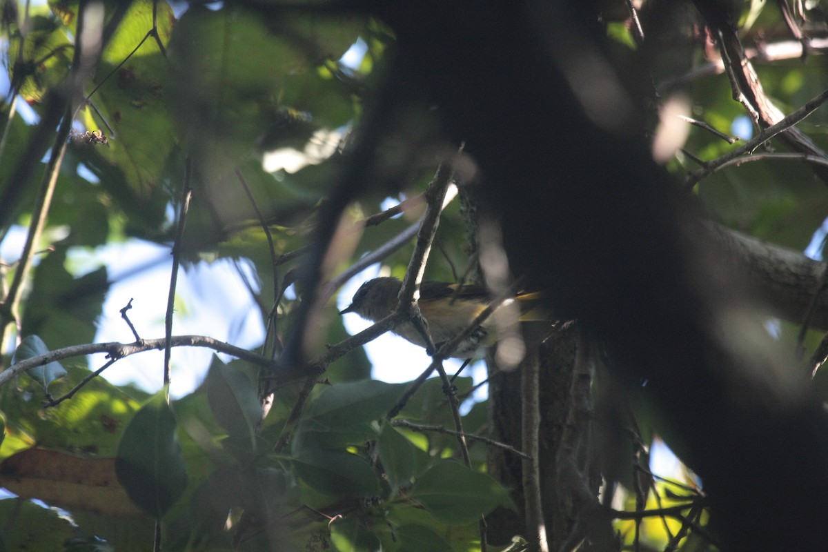 Горихвостковая древесница - ML646750062