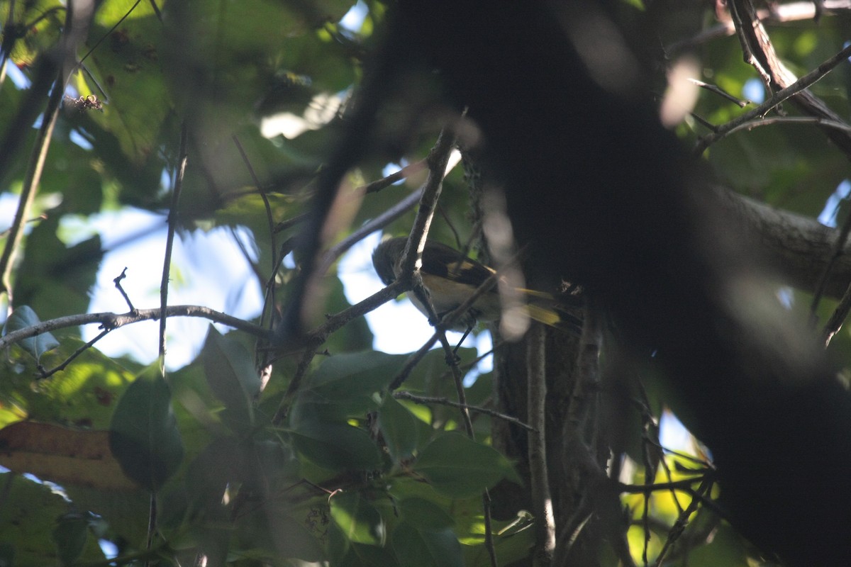 Горихвостковая древесница - ML646750063