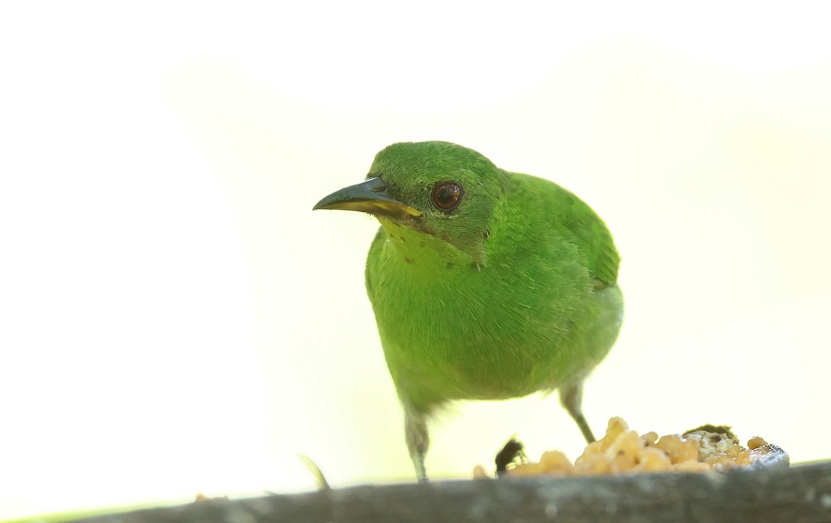 Green Honeycreeper - ML646750067