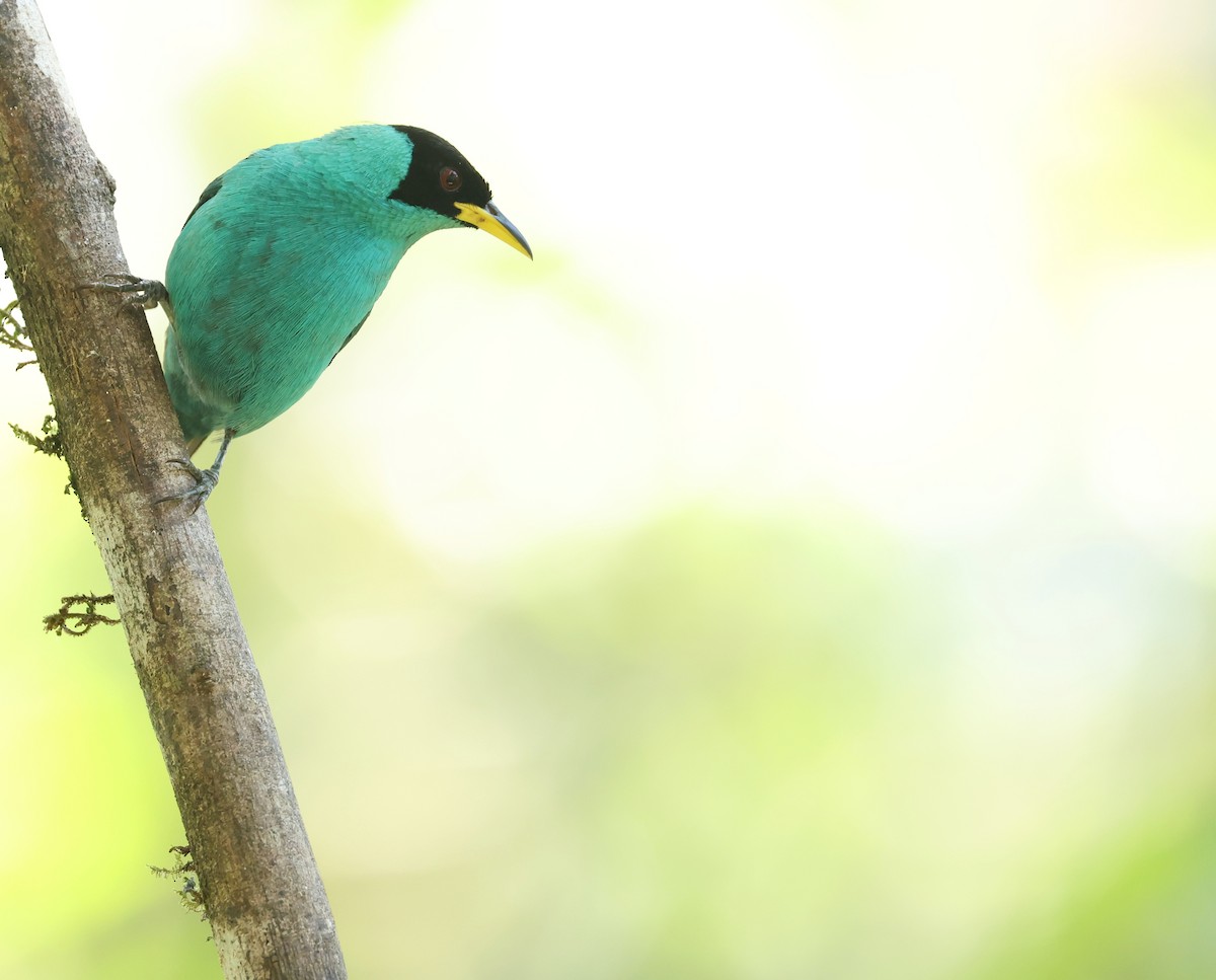 Green Honeycreeper - ML646750068