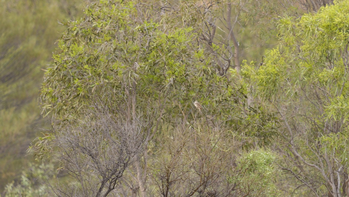Rufous Songlark - ML646750069