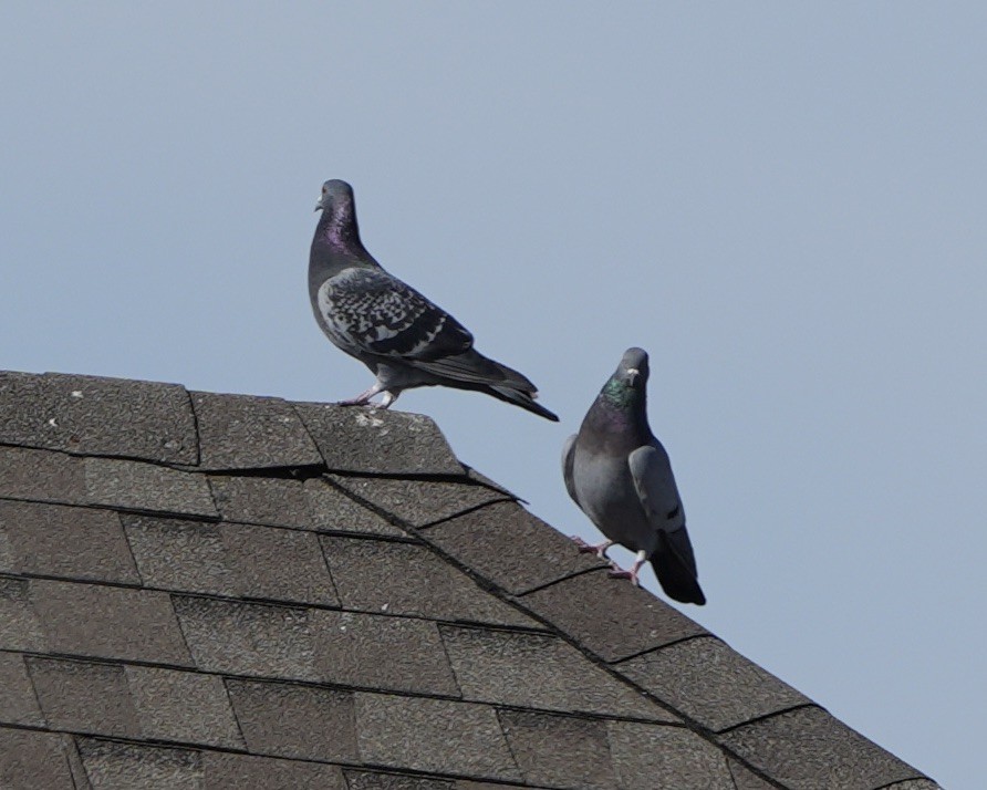 Голуб сизий (міський) - ML646750070