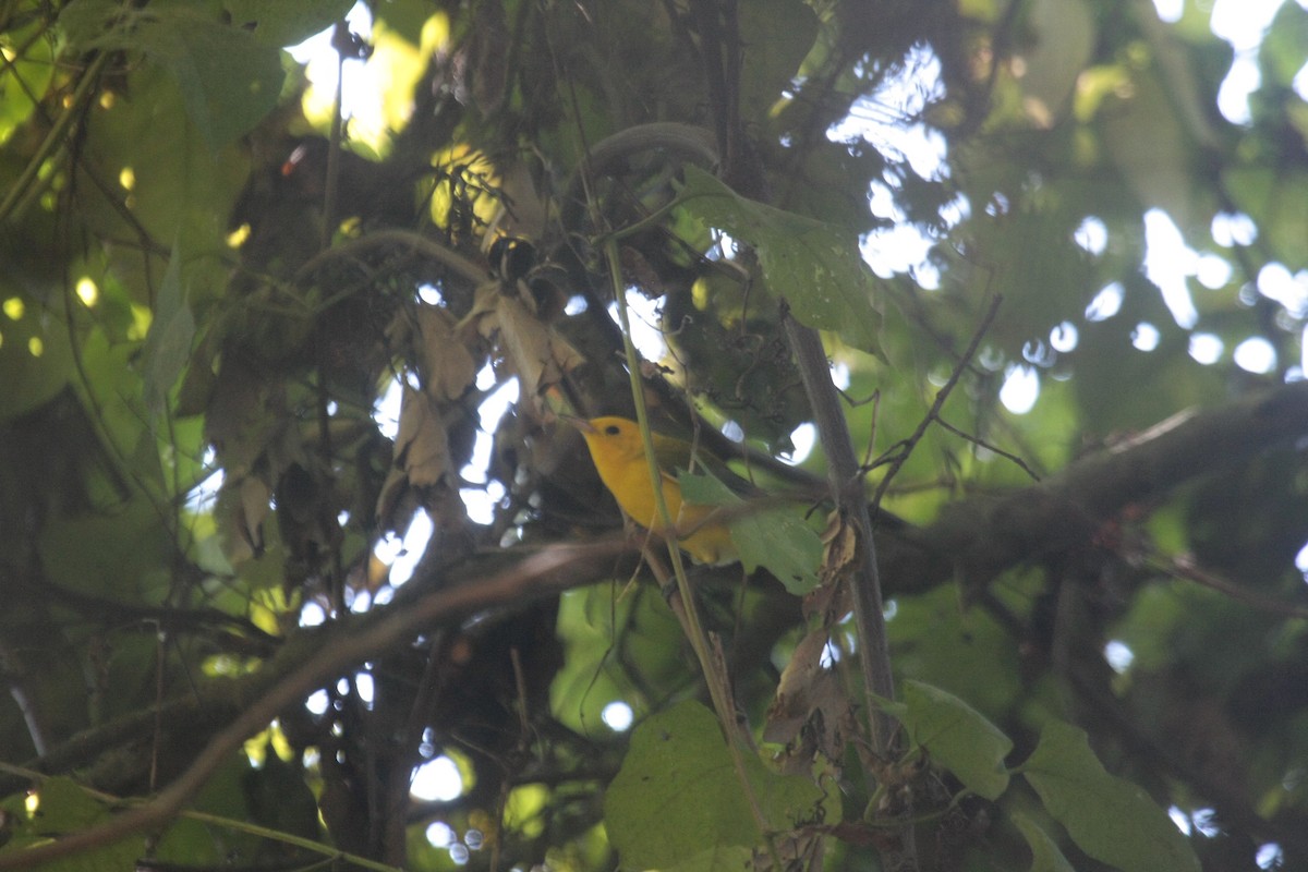 Лимонная червеедка - ML646750071