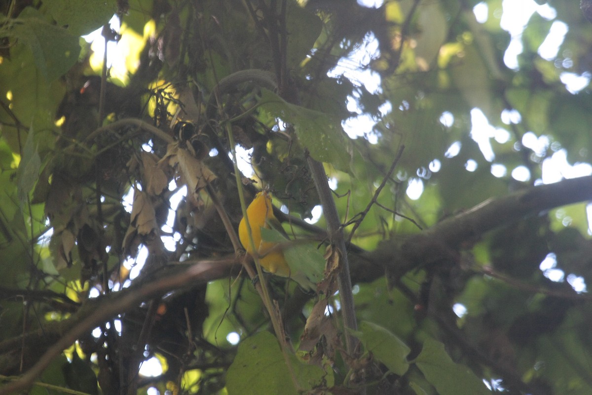 Лимонная червеедка - ML646750072