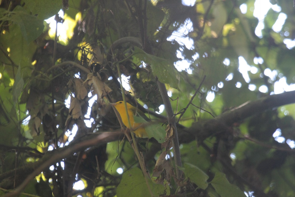 Лимонная червеедка - ML646750073